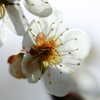 -梅は咲いたか 桜はまだかいな-