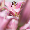 -LILIES #2-