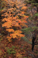 -秋の山-