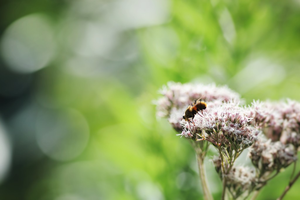-Bee-