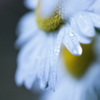 -雨に泣いている。-