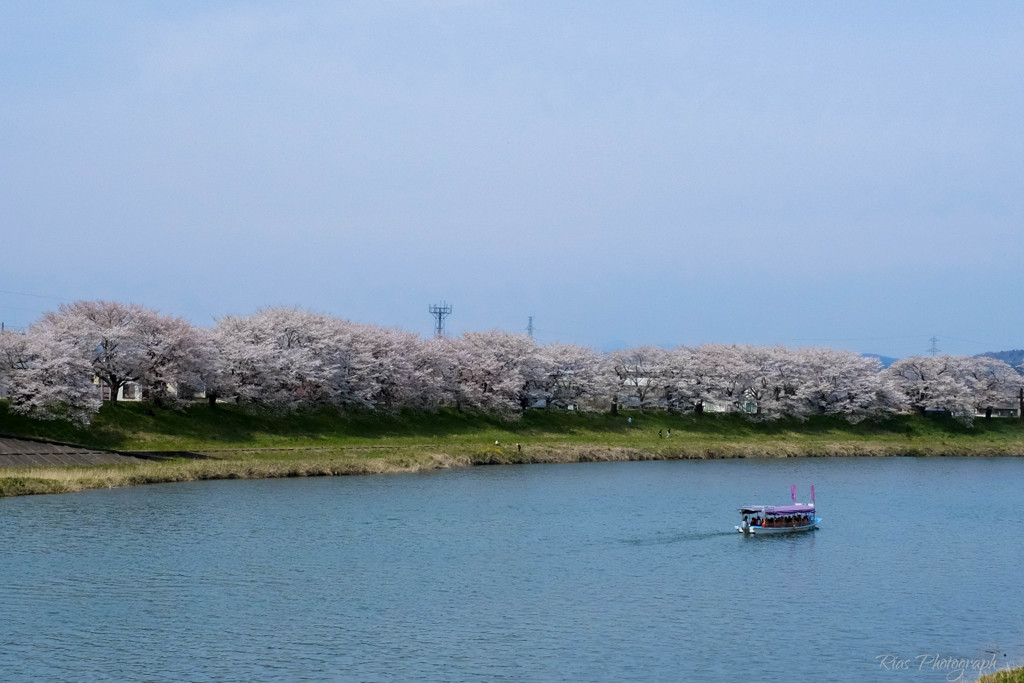 -お花見屋形船-