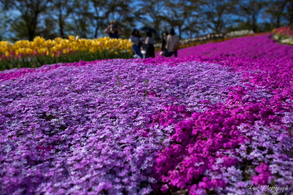 -花園-