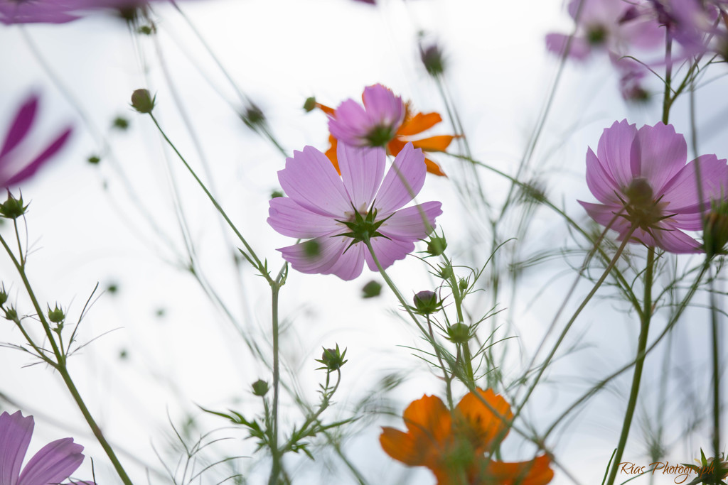 -コスモスの花-