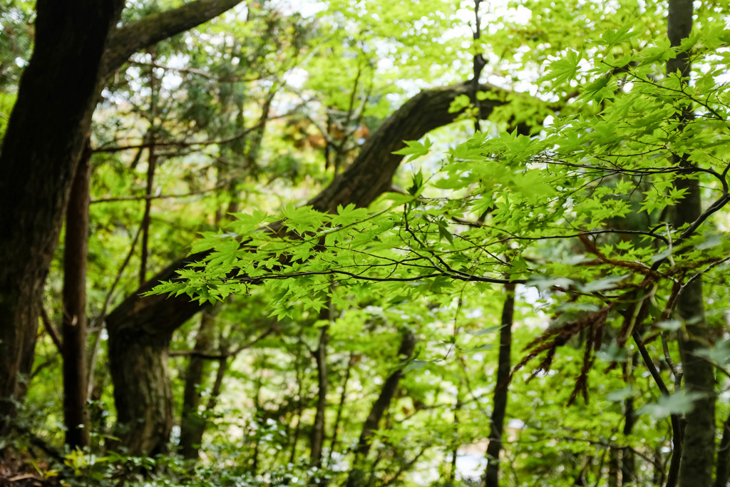 -GREEN-