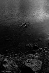 -Monochrome-