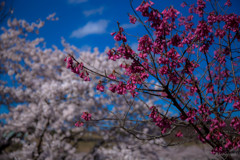 -桜の季節 3rd-