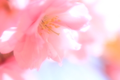 a double flowering cherry tree