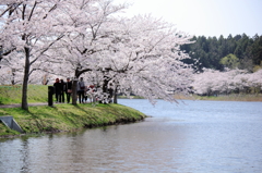 -桜 in みやぎ 2015⑤-