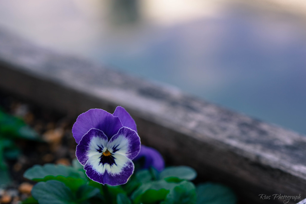 -Purple Pansy-