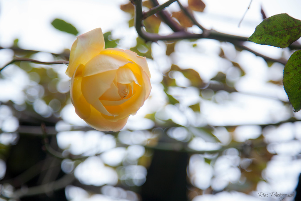 -秋薔薇-