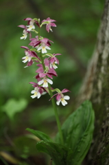 -Calanthe discolor-