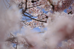  -桜 in みやぎ 2015⑥-