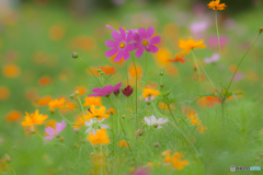 -Cosmos World-