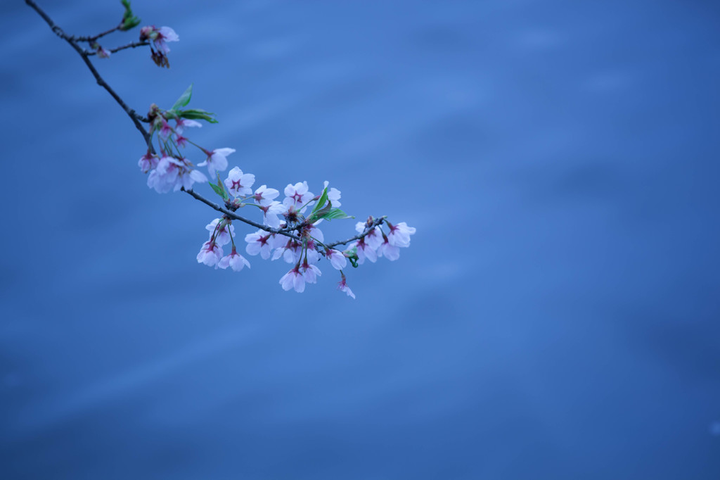 -水辺桜-