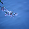 -水辺桜-