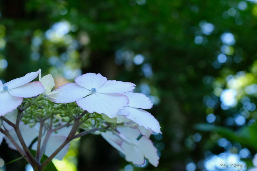 -hydrangea-