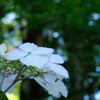 -hydrangea-