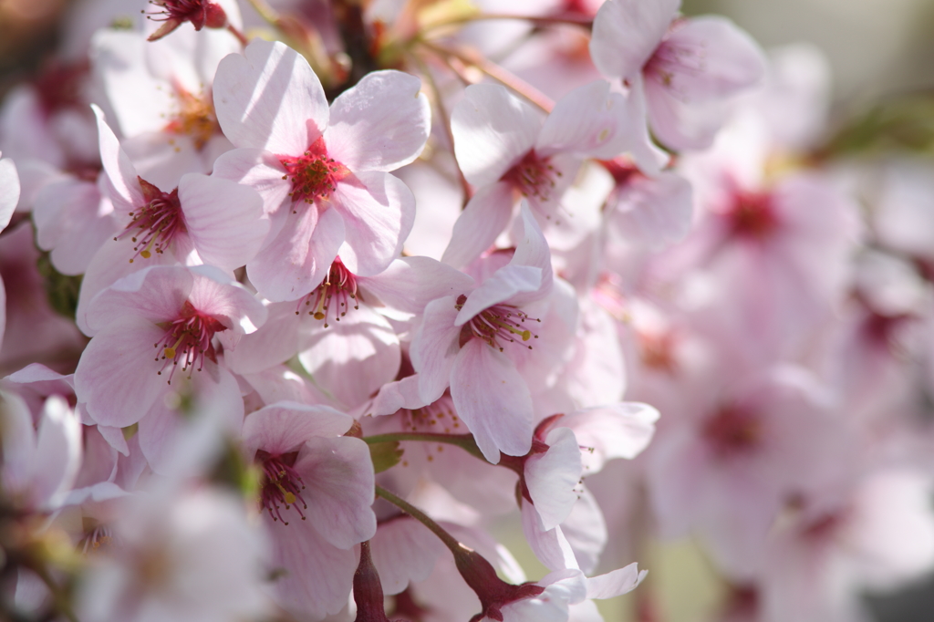  -桜 in みやぎ 2015 ③-