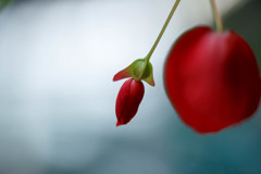 -紅(くれない)-