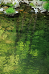 -緑映に魚影-