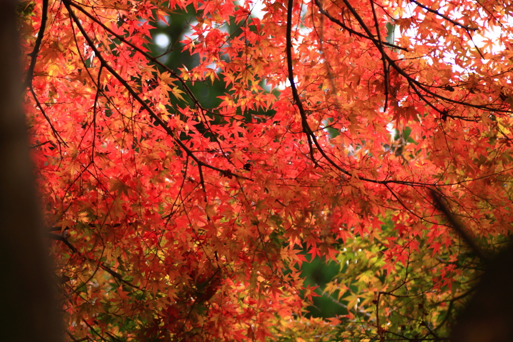 -紅い☆たちⅡ-