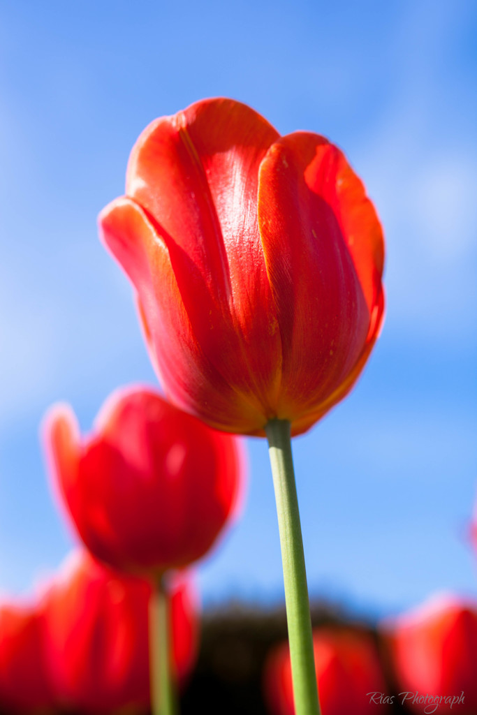 -風のメロディ-