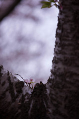 -胴吹き #2-