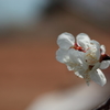 -百花の魁-