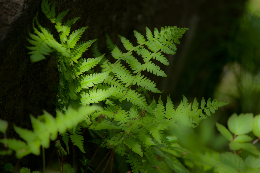 -Green-