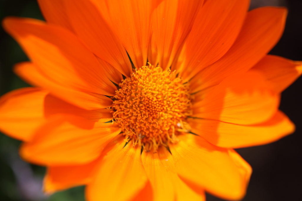 -Treasure of the orange-