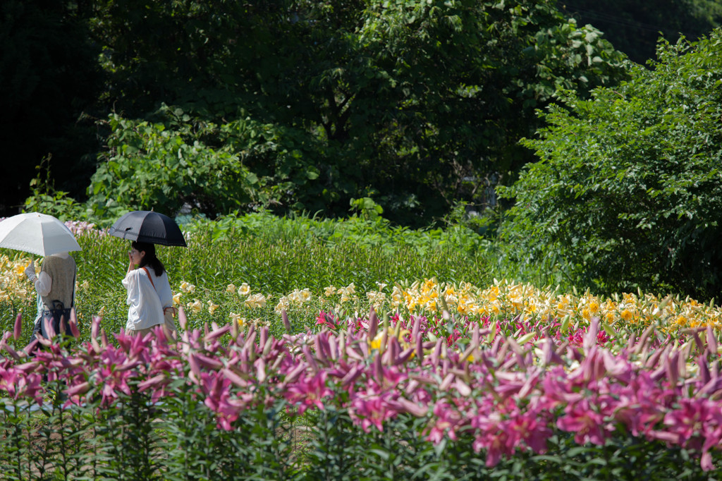 -歩く姿は百合の花-