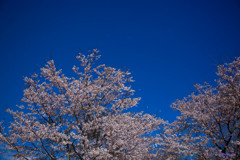 -桜の季節-