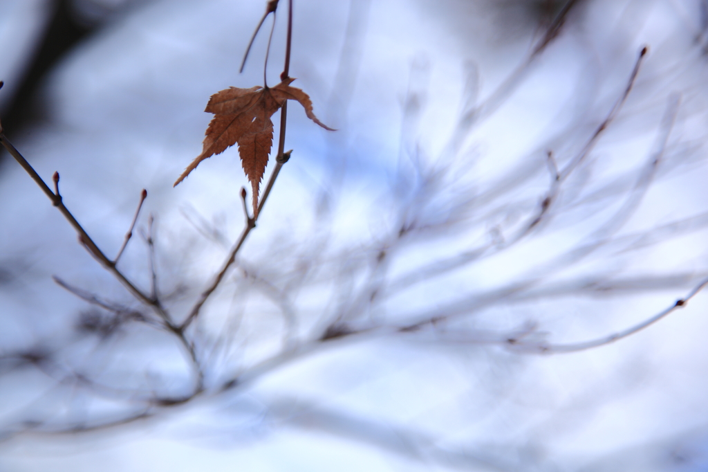 -Dry leaf-