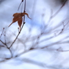 -Dry leaf-