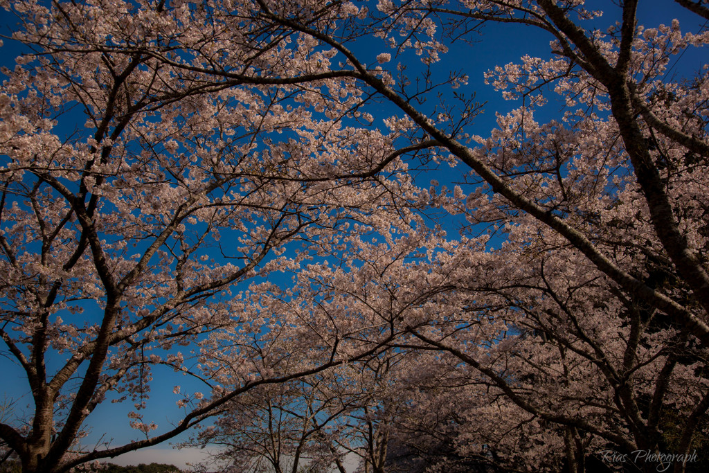 -桜の季節 2nd-