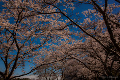 -桜の季節 2nd-