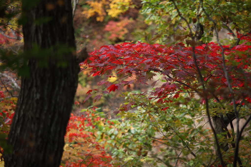 -鳴子紅葉Ⅱ-