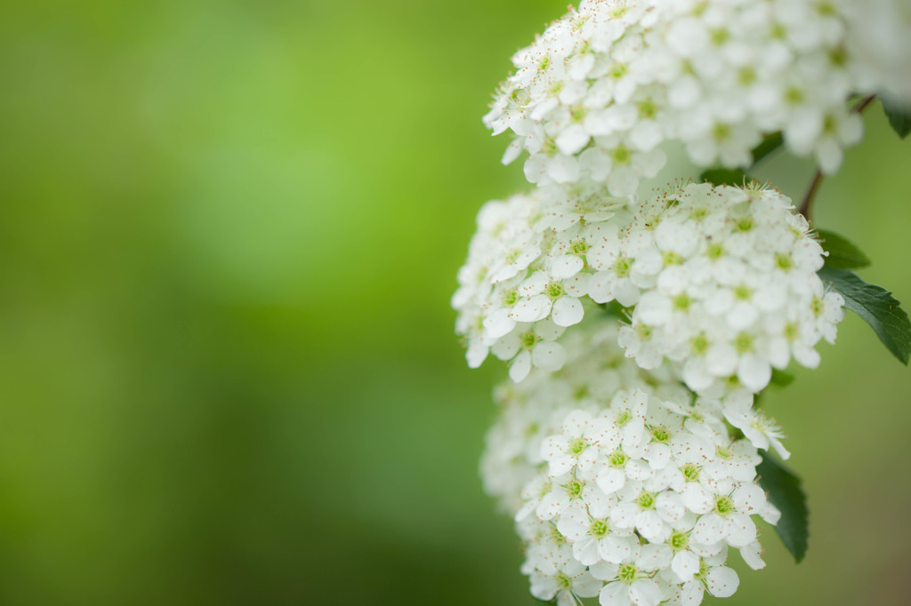 -Purity-