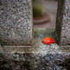-紅ひと葉-