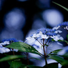 -あじさい♪2-