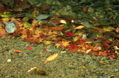 水の中にも秋色