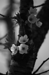 -花時 monochrome-
