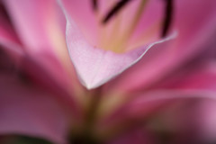 -LILIES #3-