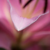 -LILIES #3-