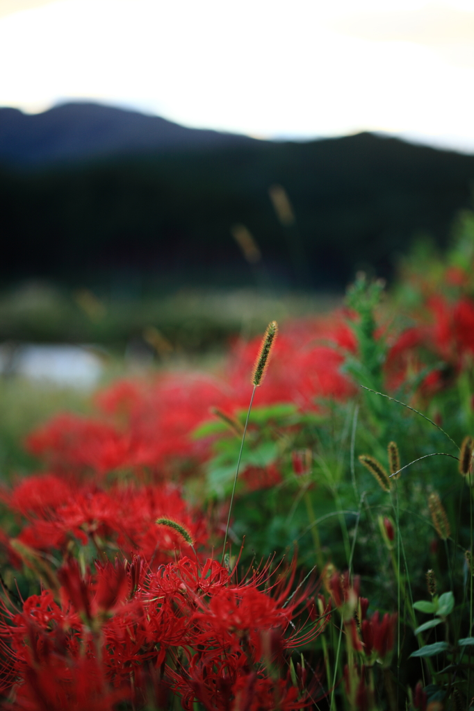 -白い夢さえ　真紅に染める-