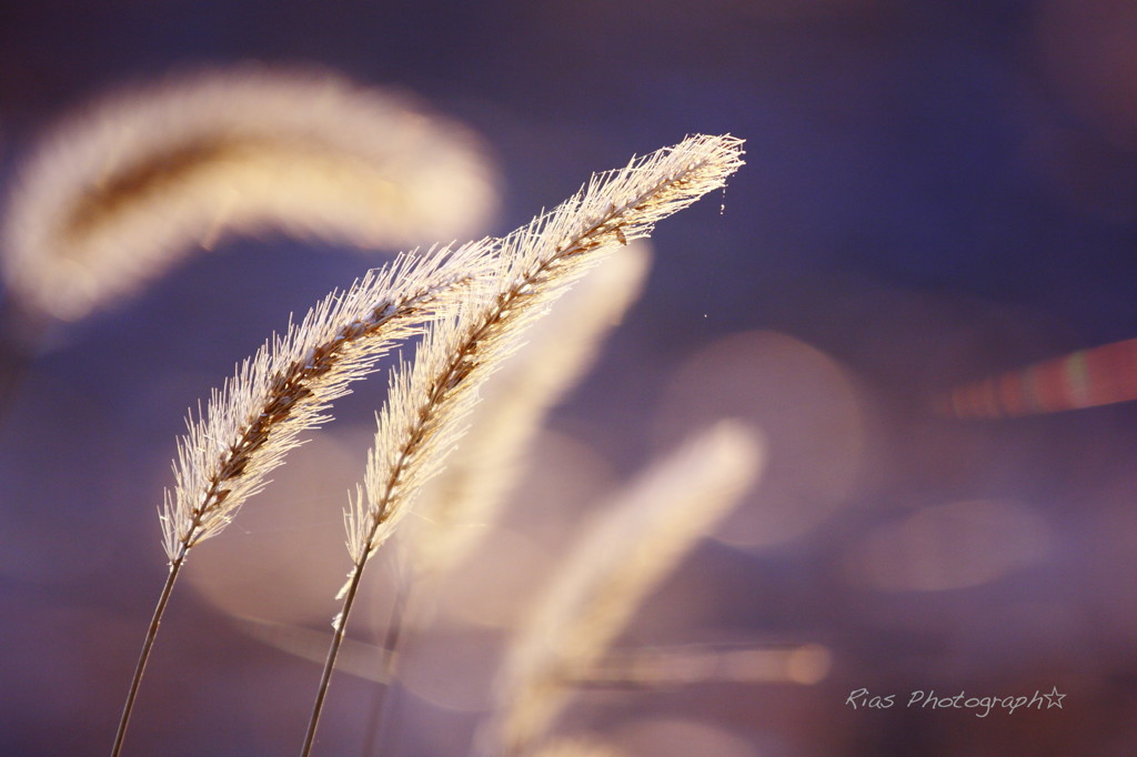 Foxtails