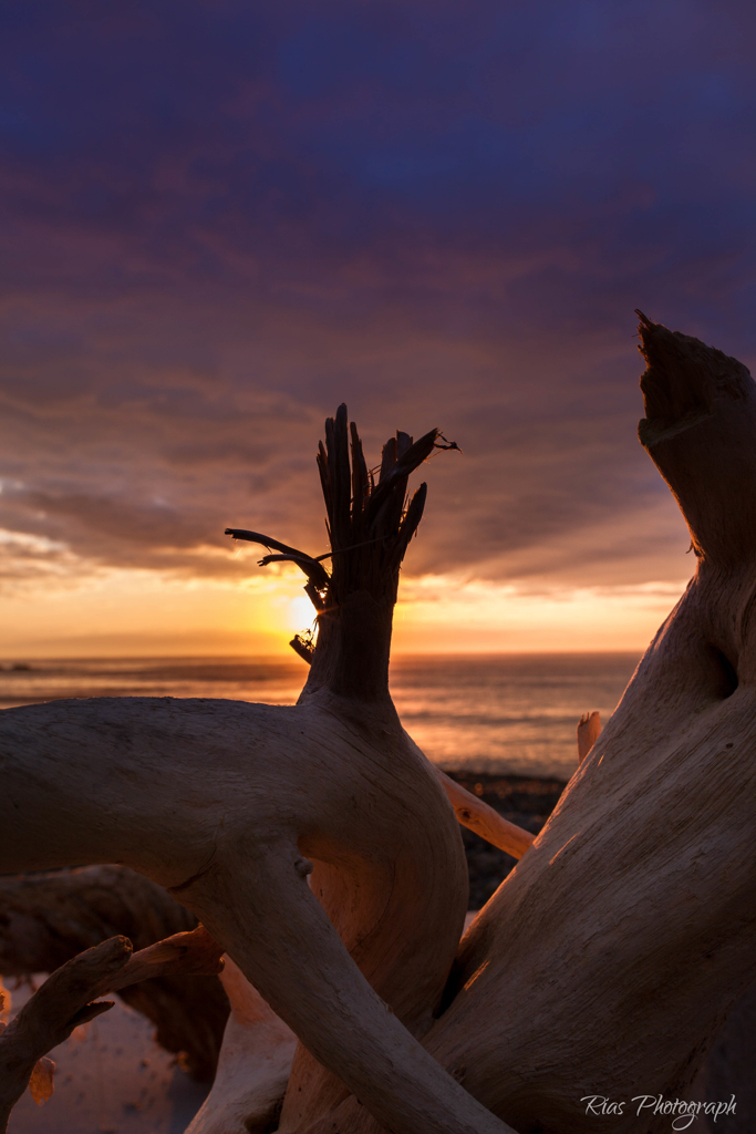 -Driftwood-