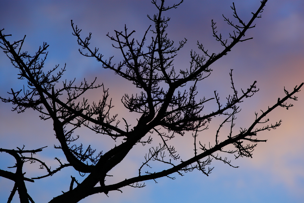 -A Perfect Sky♪-