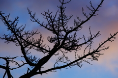 -A Perfect Sky♪-